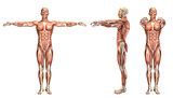 3D medical figure showing shoulder horizontal abduction and addu