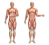 3D medical figure showing shoulder internal and external rotatio