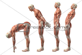 3D medical figure showing trunk flexion, extension and hyerexten