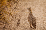 Wild Afrcan Orange River Francolin with chick