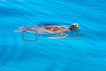 Sea turtle swimming Philippines