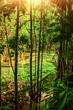 Stream in tropical forest
