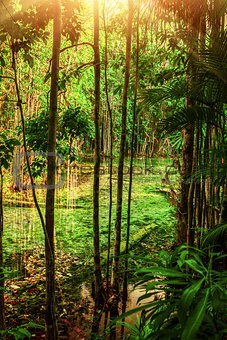 Stream in tropical forest
