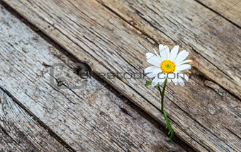 Daisy flower standing alone on wooden background