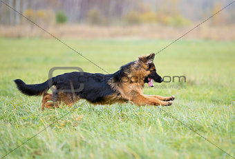 German shepherd dog long-haired jumping outdoor