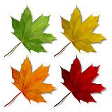 Set of Realistic maple leaves