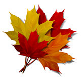 Realistic red maple leaf