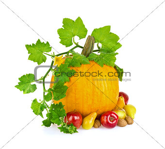 Still life of vegetable fruit and nut