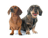 two dachshunds