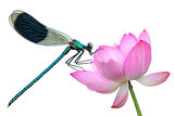 Dragonfly on a water lily close-up