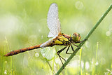 Dragonfly with water drops close-up