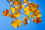 Autumn leaves in the blue sky