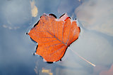 Autumn leaf on water