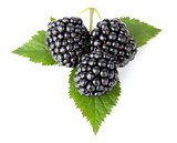 Three blackberries on leaves