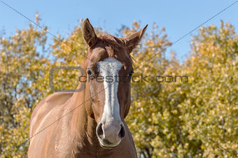 Horse Against Autumn Background