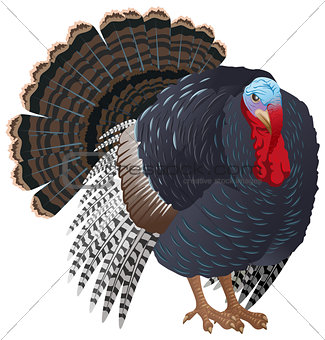 Black big Turkey bird male. Turkey for Thanksgiving