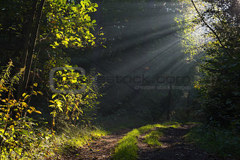 Forest in early morning