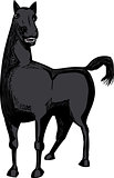 Single Black Horse