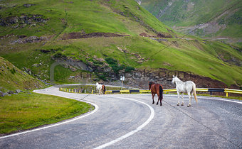 White and brown horses walking on Transfagarasan highway in Roma