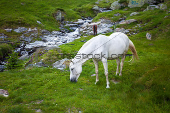 Wild white horse feeding on Fagaras mountain, Romania