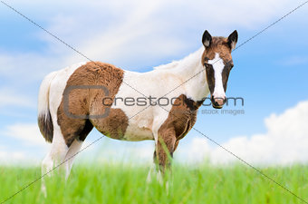 Young horses are brown on sky background 