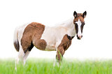 Young horses looking on white background 