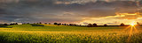 Canola farmlands as the sun sets 