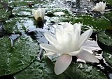 Beautiful pink waterlily or lotus flower in a pond with rain drops
