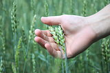 Natural wheat in the hands