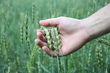 wheat sprouts in the hands
