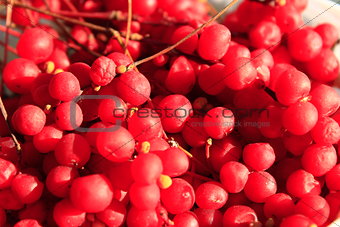 harvest of red schisandra