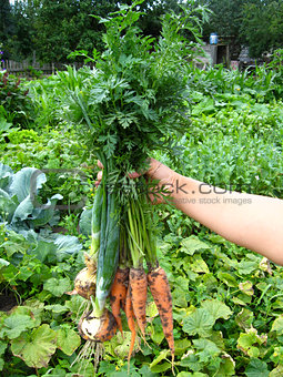 a bunch of pulled out carrots and leeks