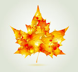 Abstract autumn maple leaf