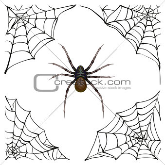 Spiderweb. Big spider web. Scary spider of web. Poison spider