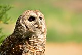 Barrel Owl