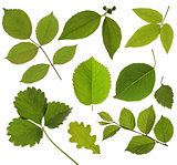set of isolated green leaf