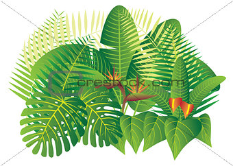 Tropical Jungle Plants Illustration
