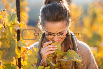 Woman winegrower inspecting grape vines in autumn vineyard