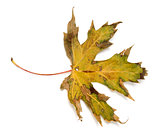 Autumn dry leaf