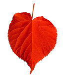 Red linden-tree leaf