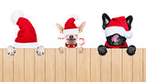 row of santa claus dogs