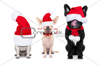 row of santa claus dogs