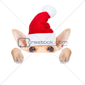 christmas dog as  santa claus
