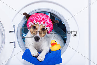 washing dog 