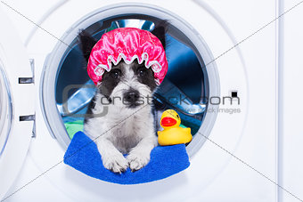 washing dog 