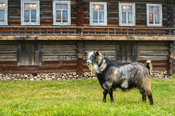 goat on the background of the house