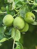 Green apples fruit on a branch