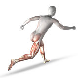 3D male medical figure running with partial muscle map