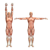 3D male medical figure showing shoulder abduction and adduction