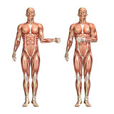 3D male medical figure showing shoulder external and internal ro